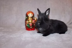 Přátelé! Představujeme vám zakrslé králíčky.